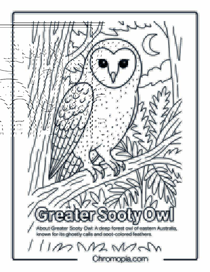 Greater Sooty Owl Coloring Page