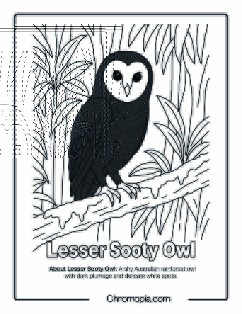 Lesser Sooty Owl Coloring Page