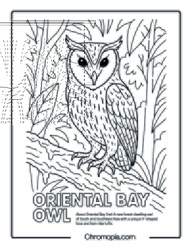 Oriental Bay Owl Coloring Page