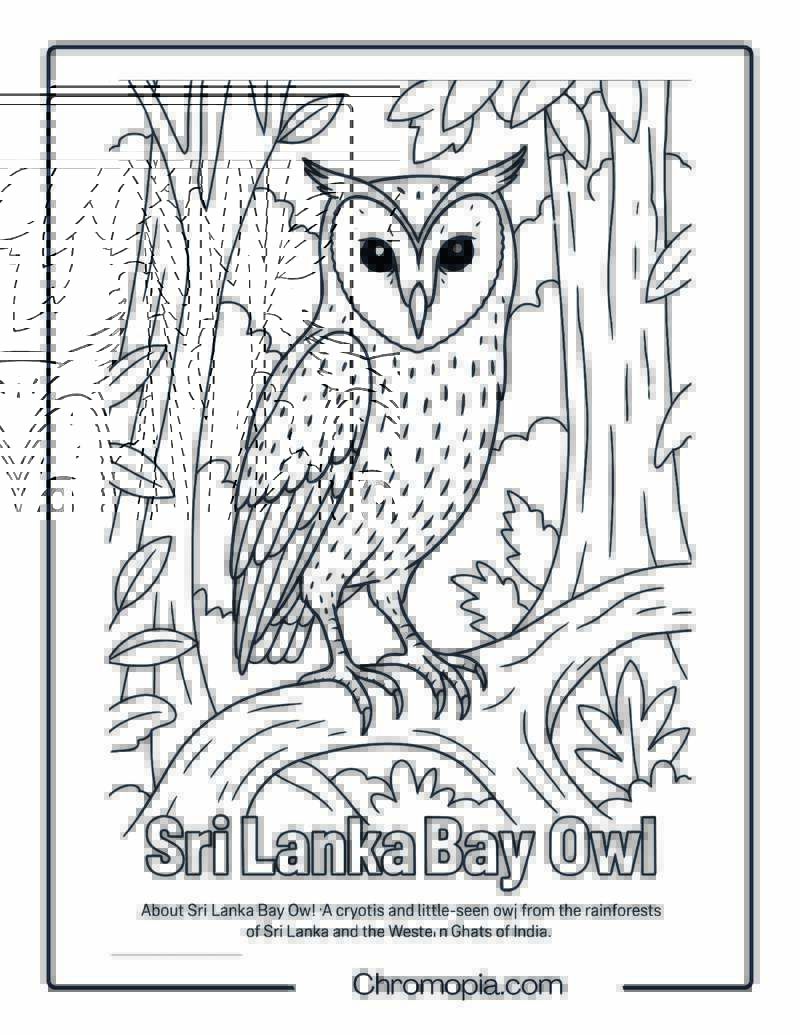 Sri Lanka Bay Owl Coloring Page