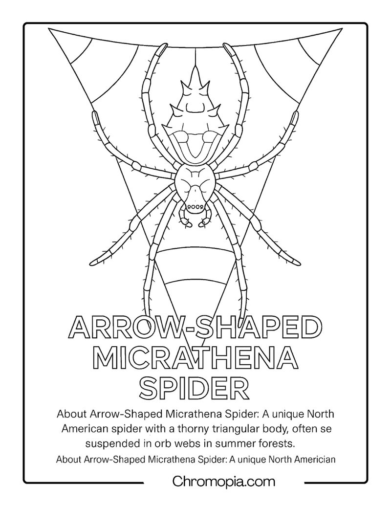 Arrow-Shaped Micrathena Spider Coloring Page