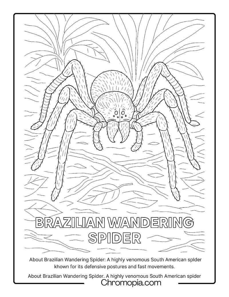 Brazilian Wandering Spider Coloring Page