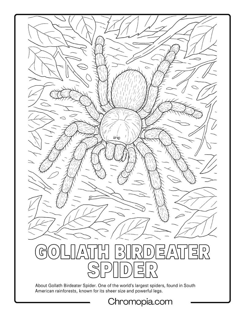 Goliath Birdeater Spider Coloring Page