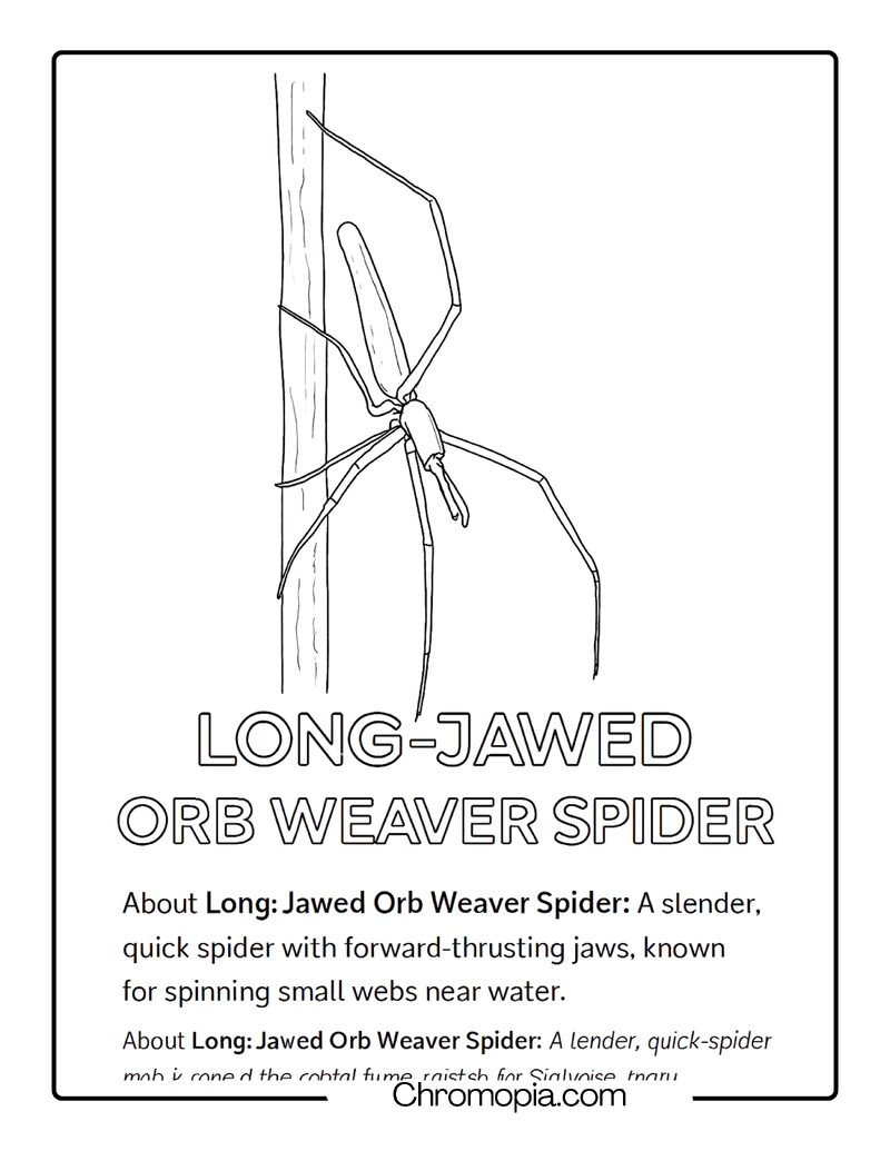 Long-Jawed Orb Weaver Spider Coloring Page