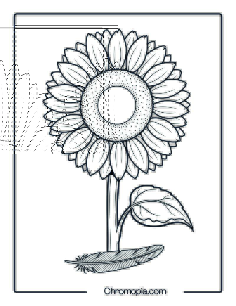 Sunflower Harvest Coloring Page
