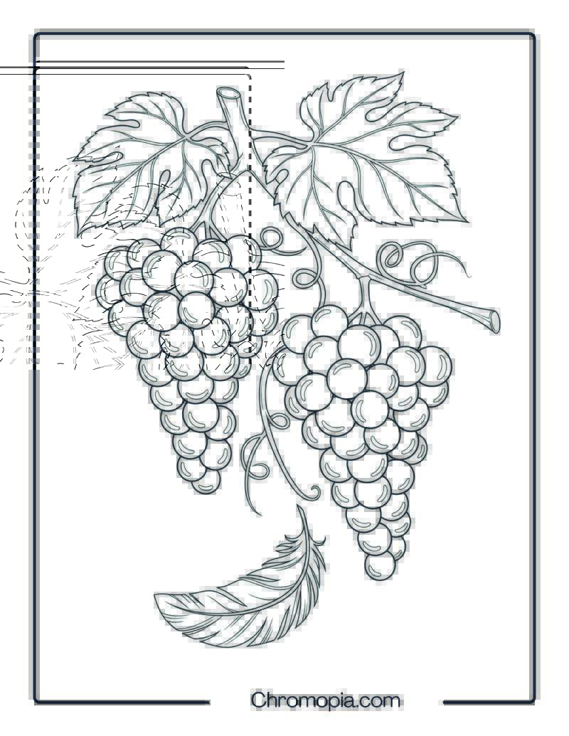 Grape Vine Harvest Coloring Sheet