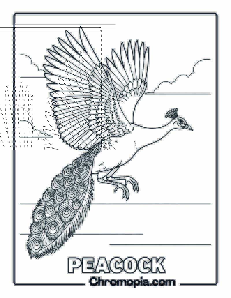 Peacock Flying coloring page