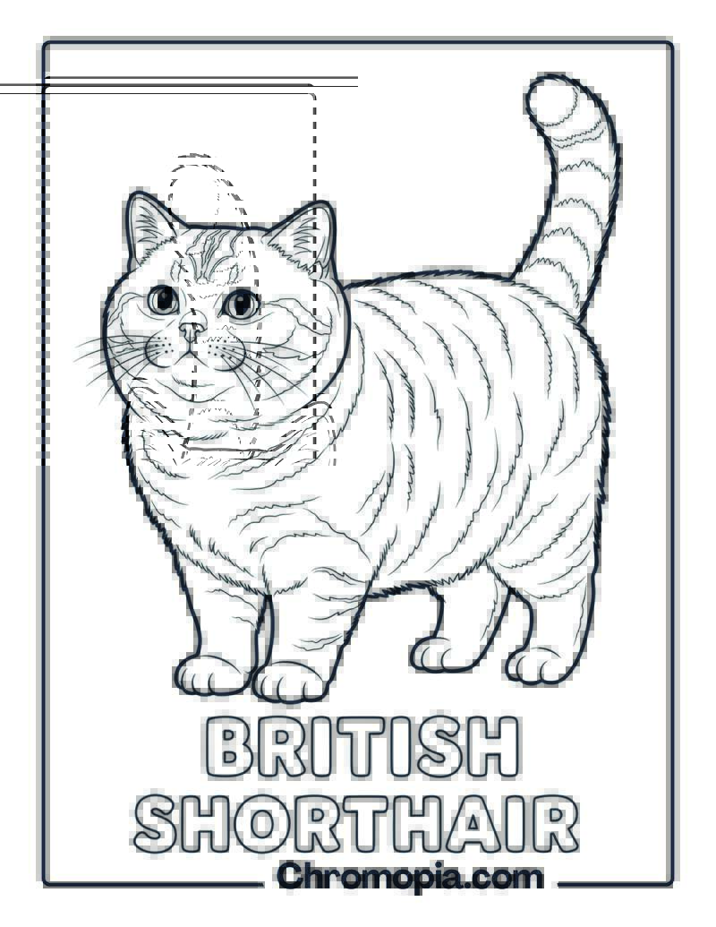 British Shorthair Cat Coloring Page