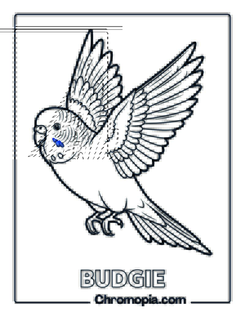 Budgie Bird Flapping Wings Coloring Page