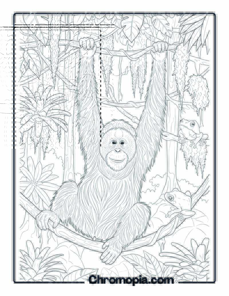 Orangutan in Rainforest Canopy coloring page