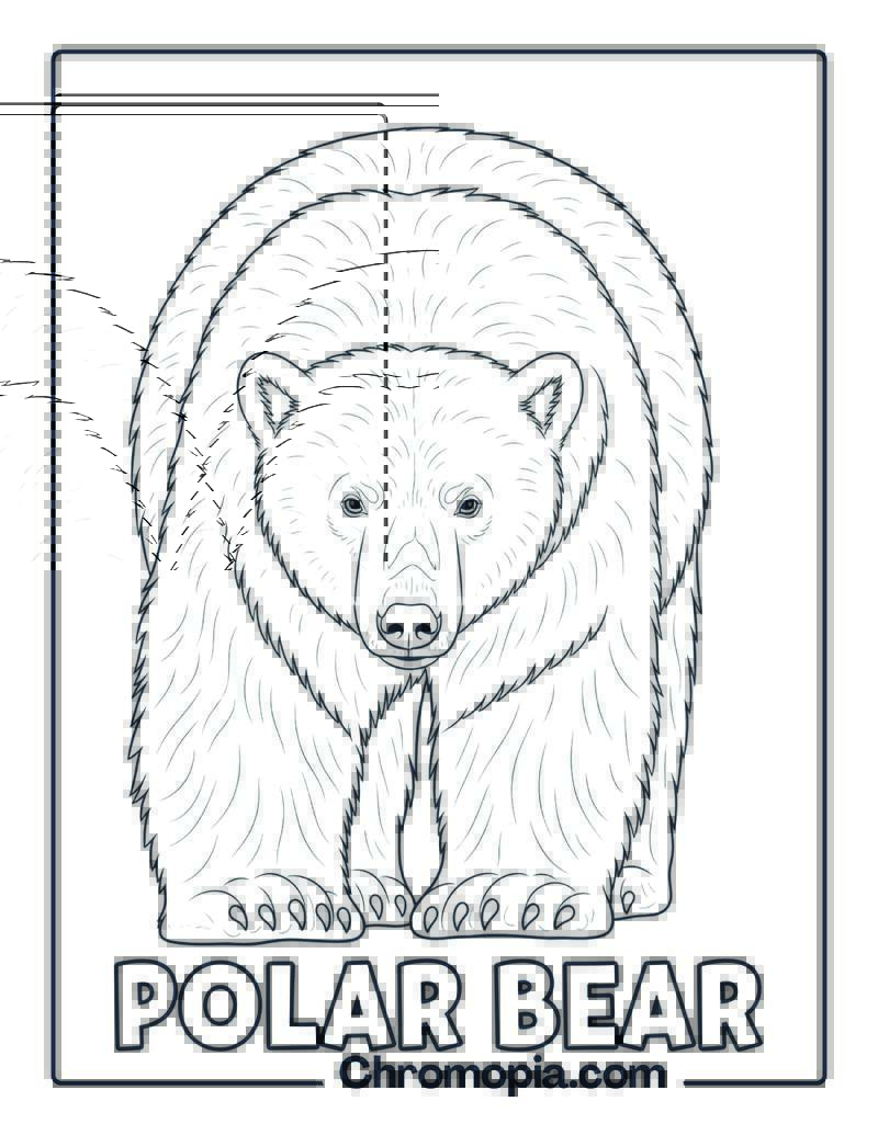 Polar Bear coloring page