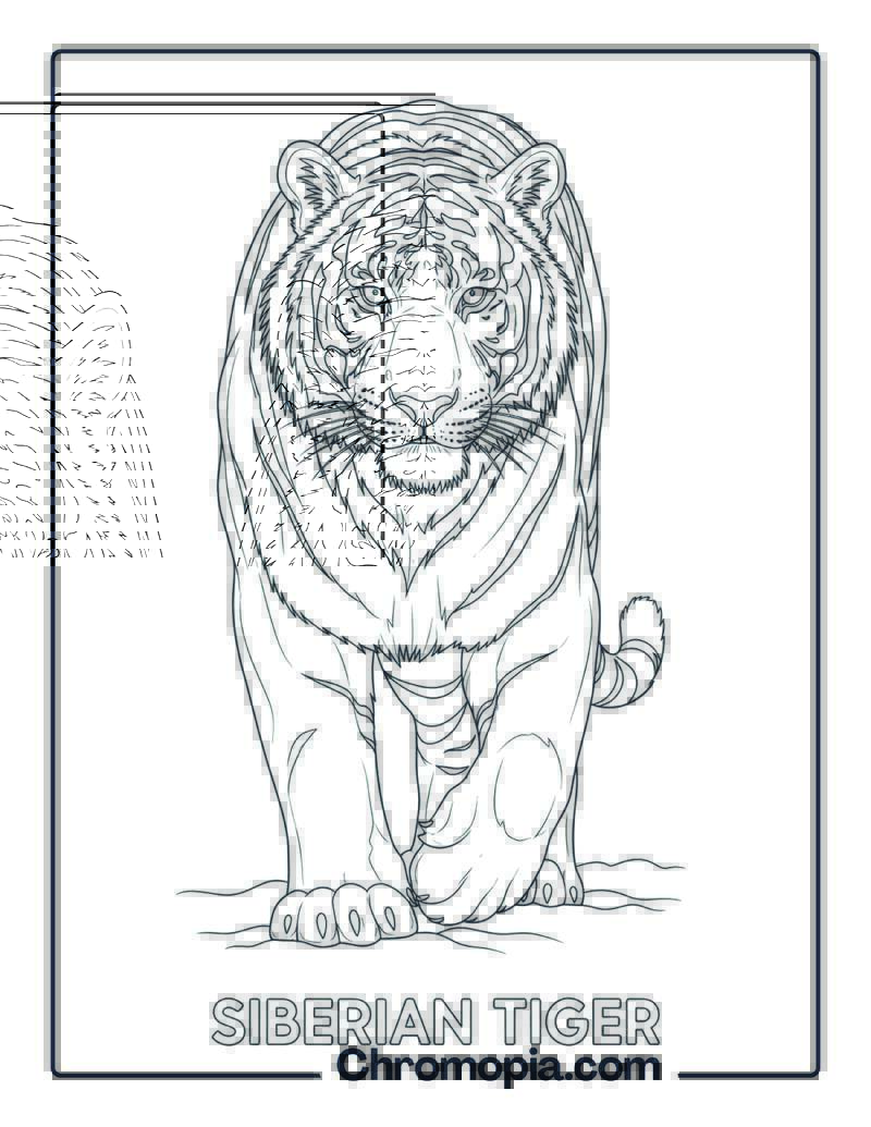 Siberian Tiger coloring page