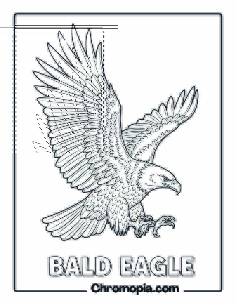 Bald Eagle coloring page