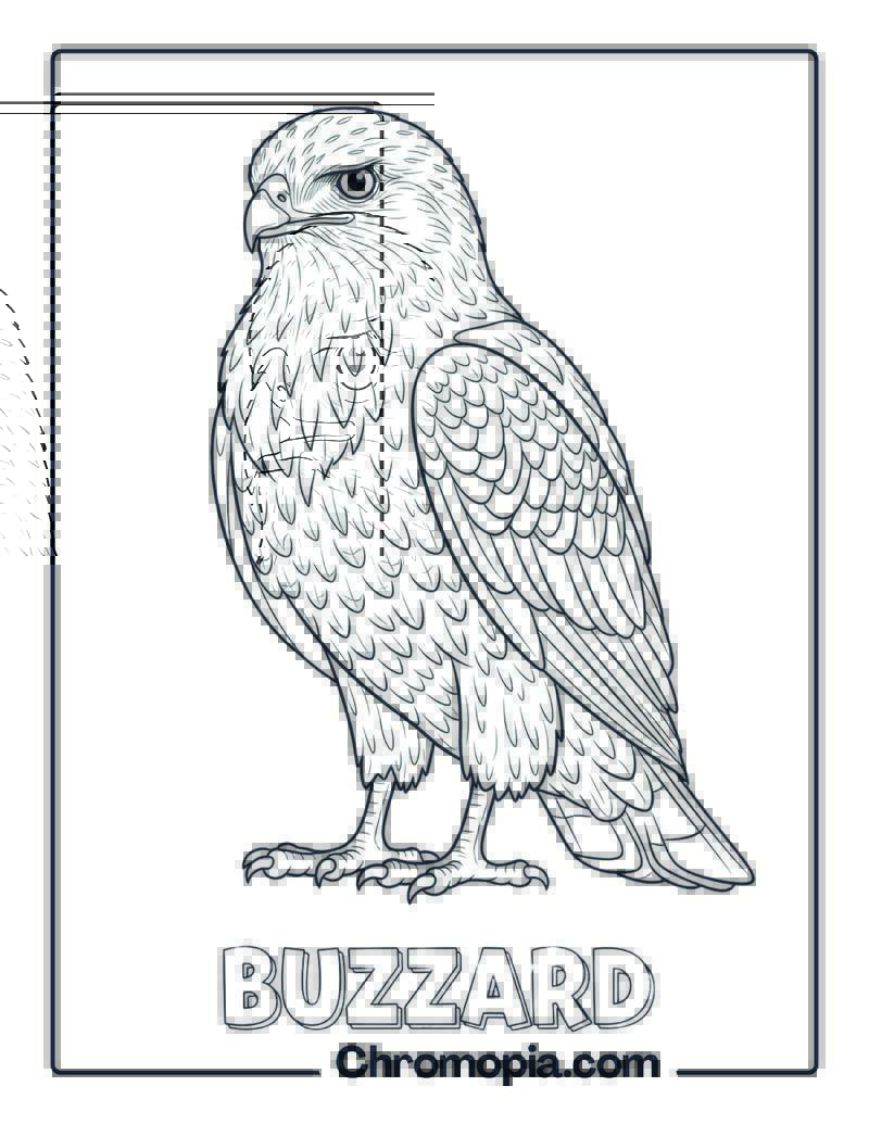 Buzzard coloring page