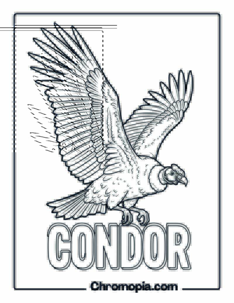 Condor coloring page