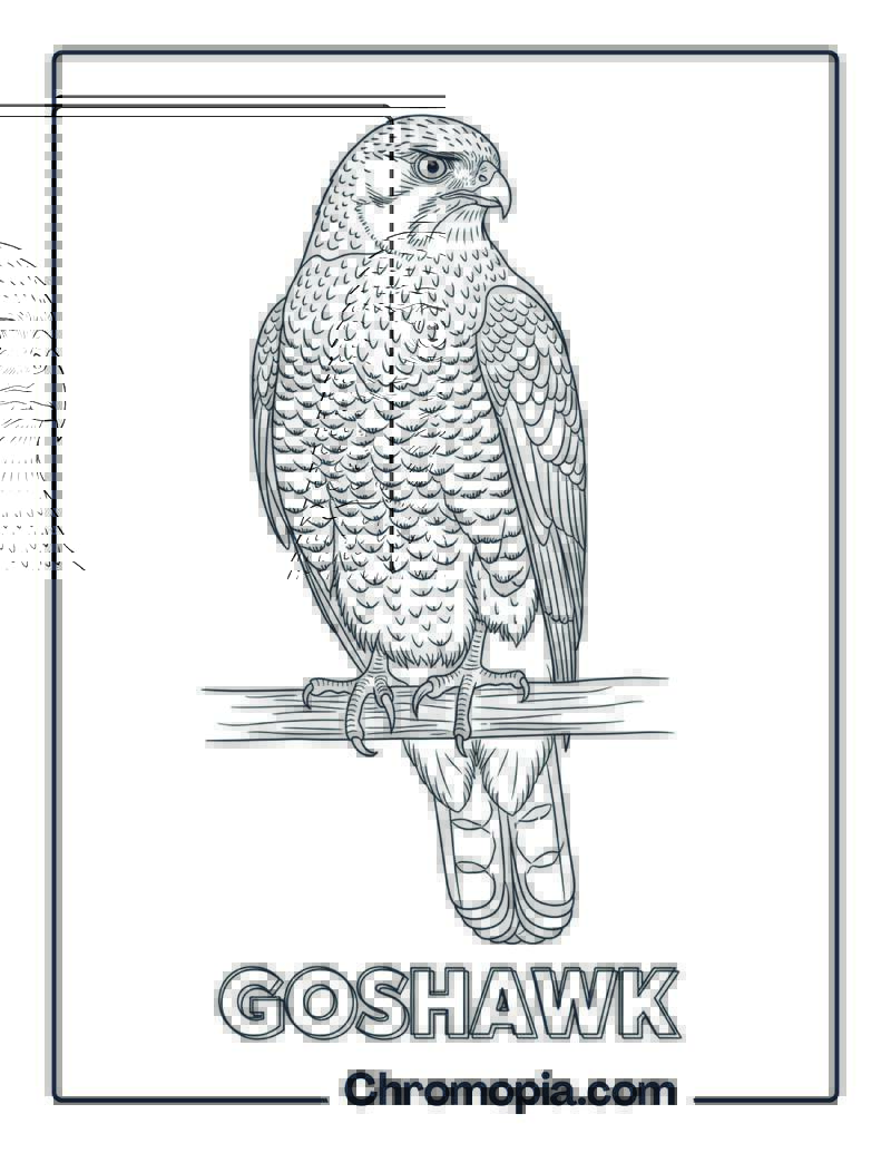 Goshawk coloring page