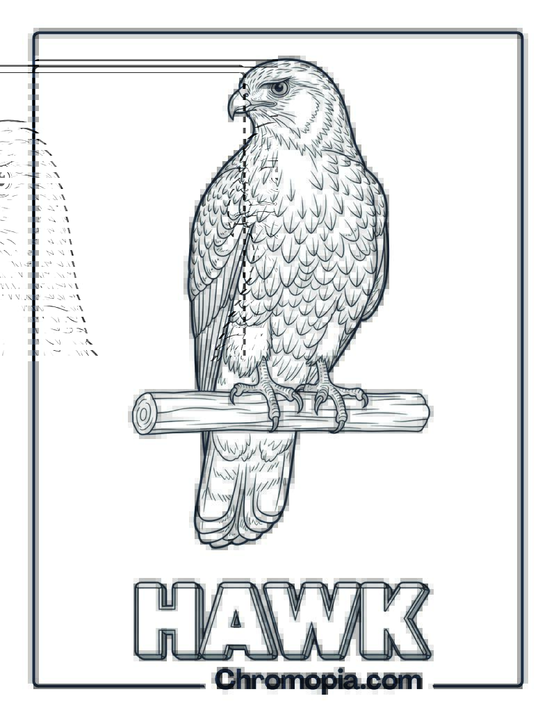 Hawk coloring page