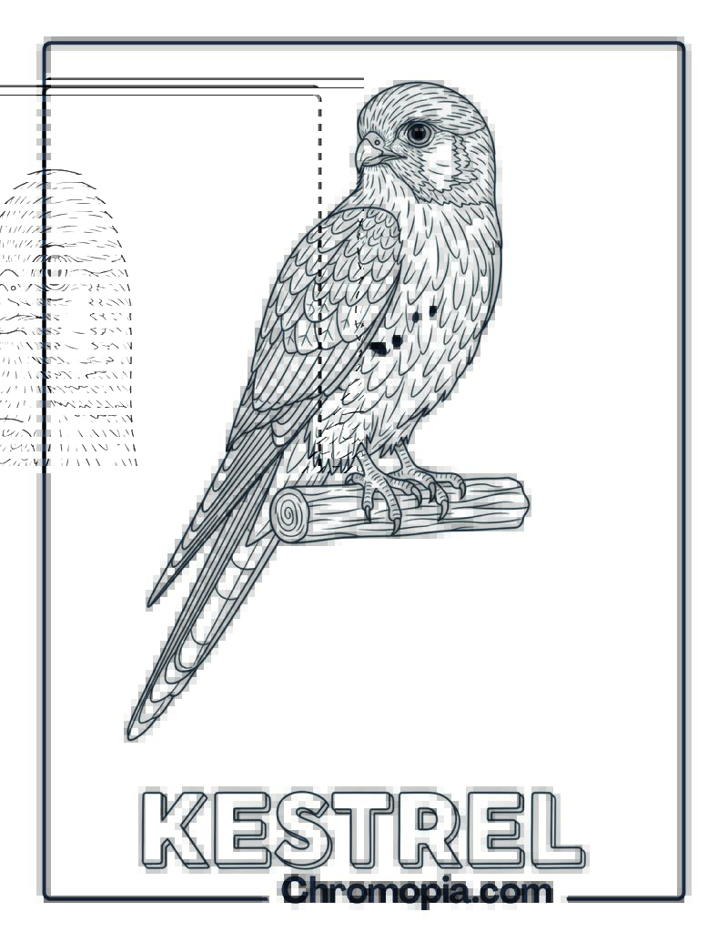 Kestrel coloring page