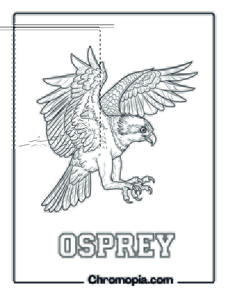 Osprey coloring page