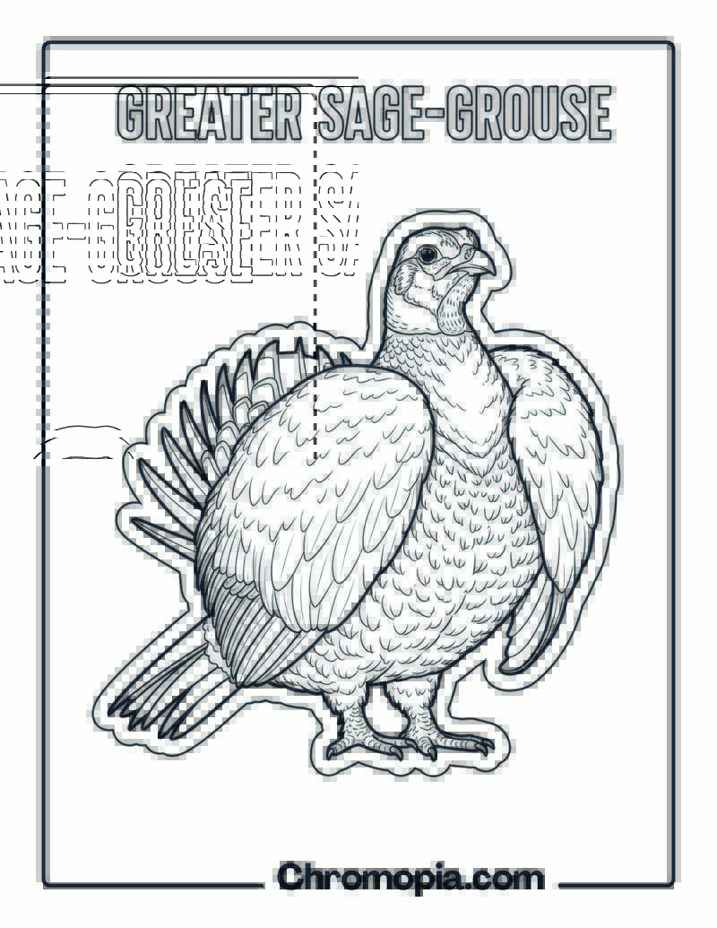 Greater Sage-Grouse coloring page
