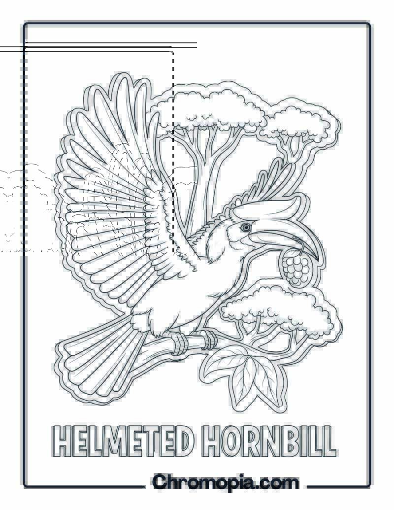 Helmeted Hornbill coloring page