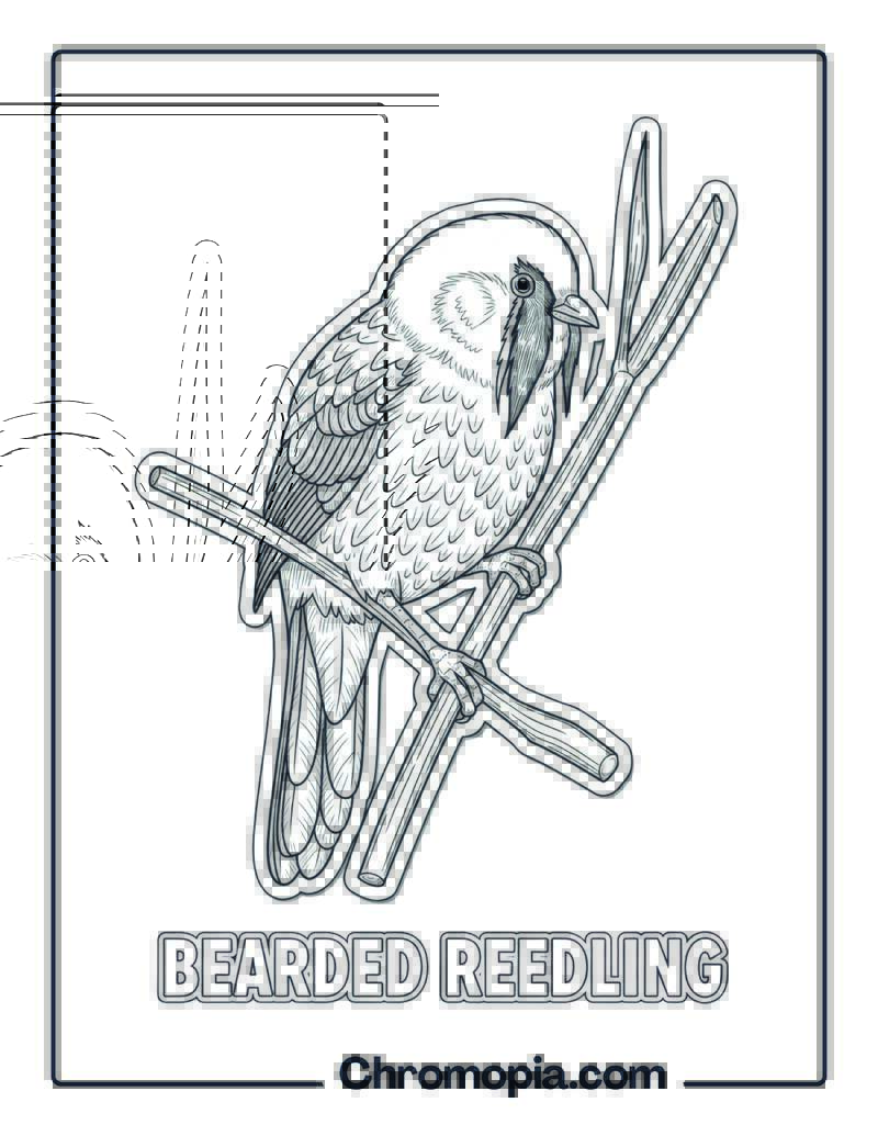 Bearded Reedling coloring page