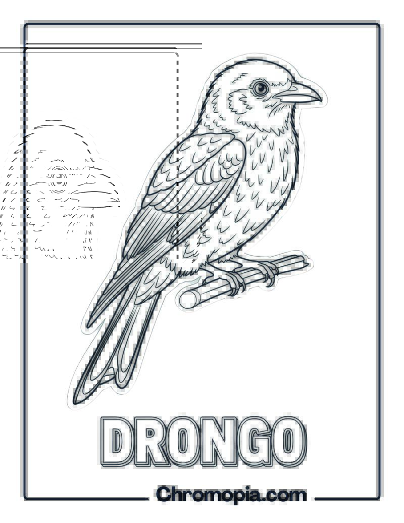 Drongo coloring page