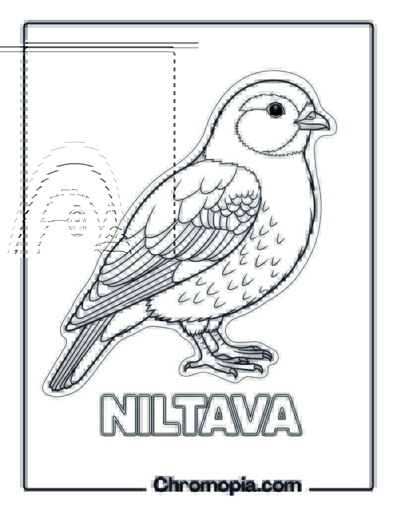 Niltava coloring page
