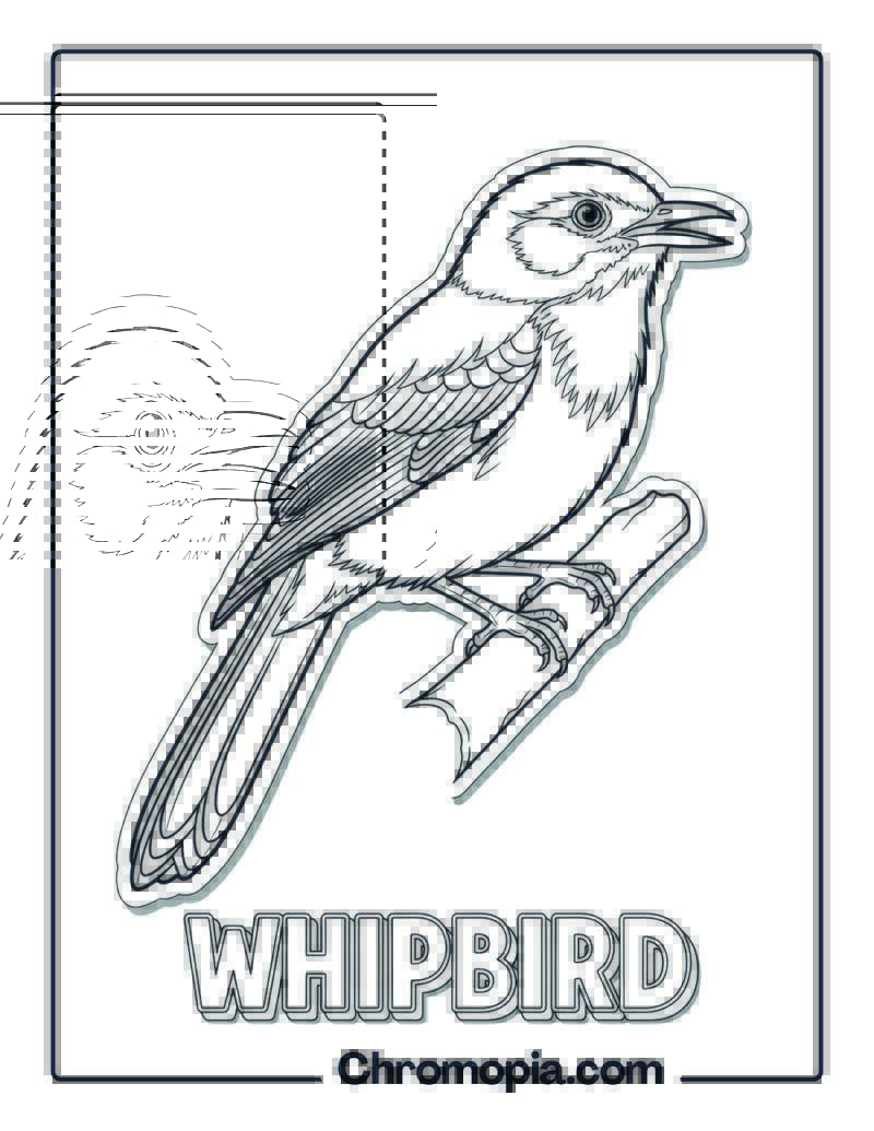 Whipbird coloring page