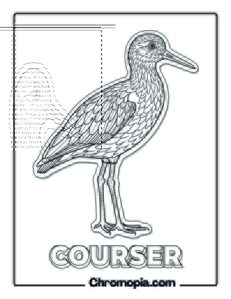 Courser coloring page