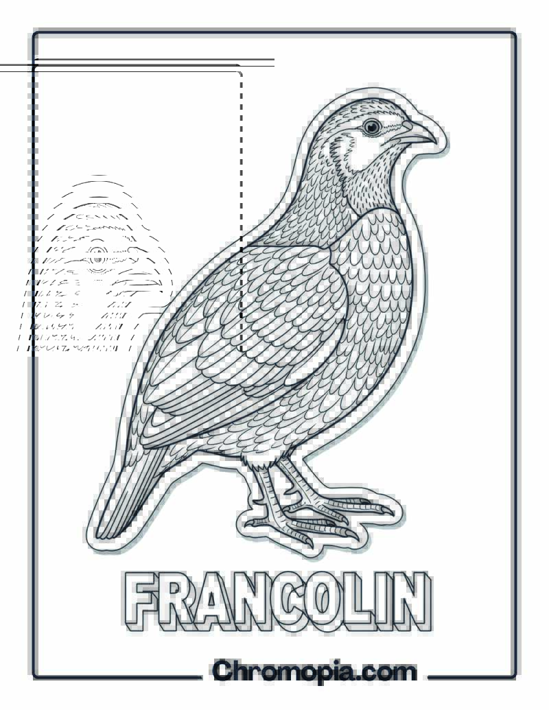 Francolin coloring page