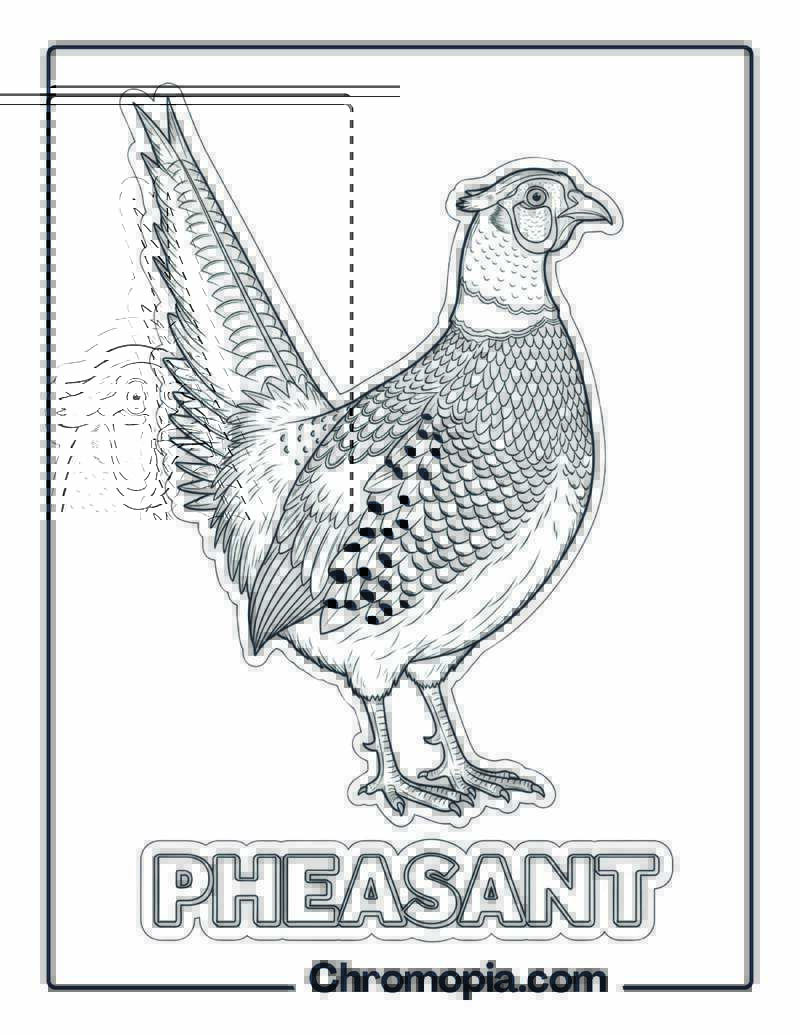 Pheasant coloring page
