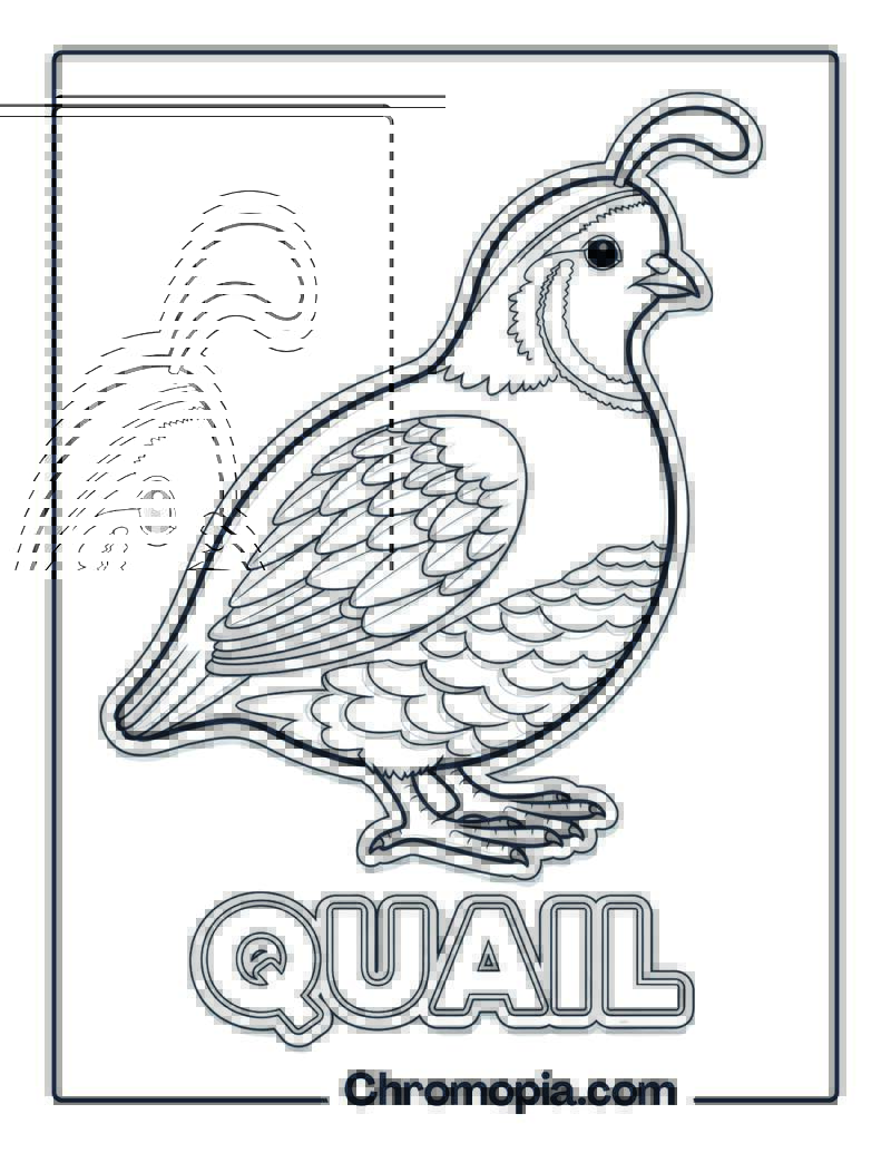 Quail coloring page