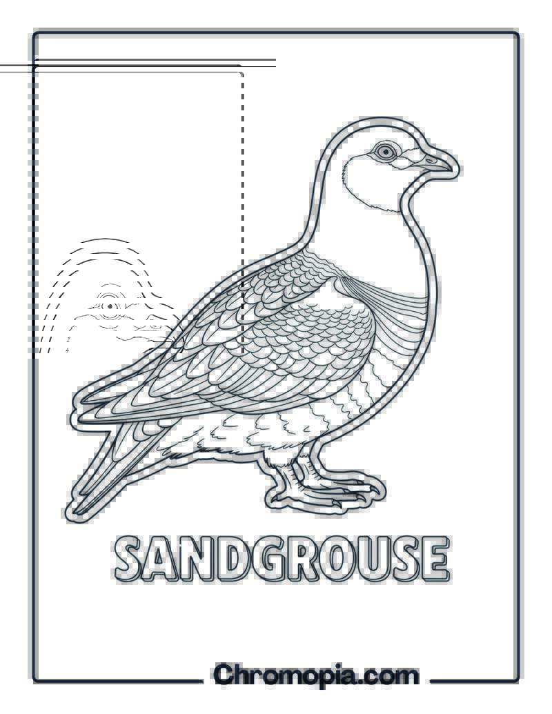 Sandgrouse coloring page