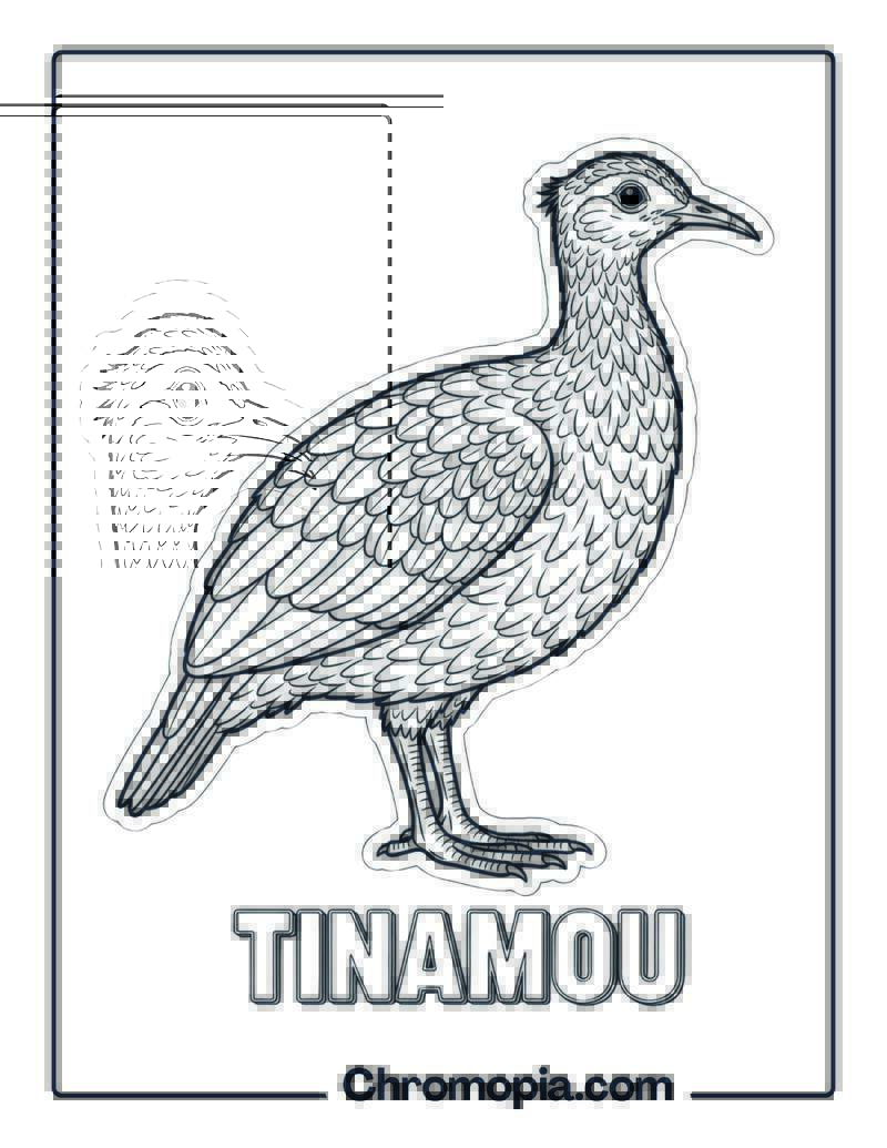 Tinamou coloring page