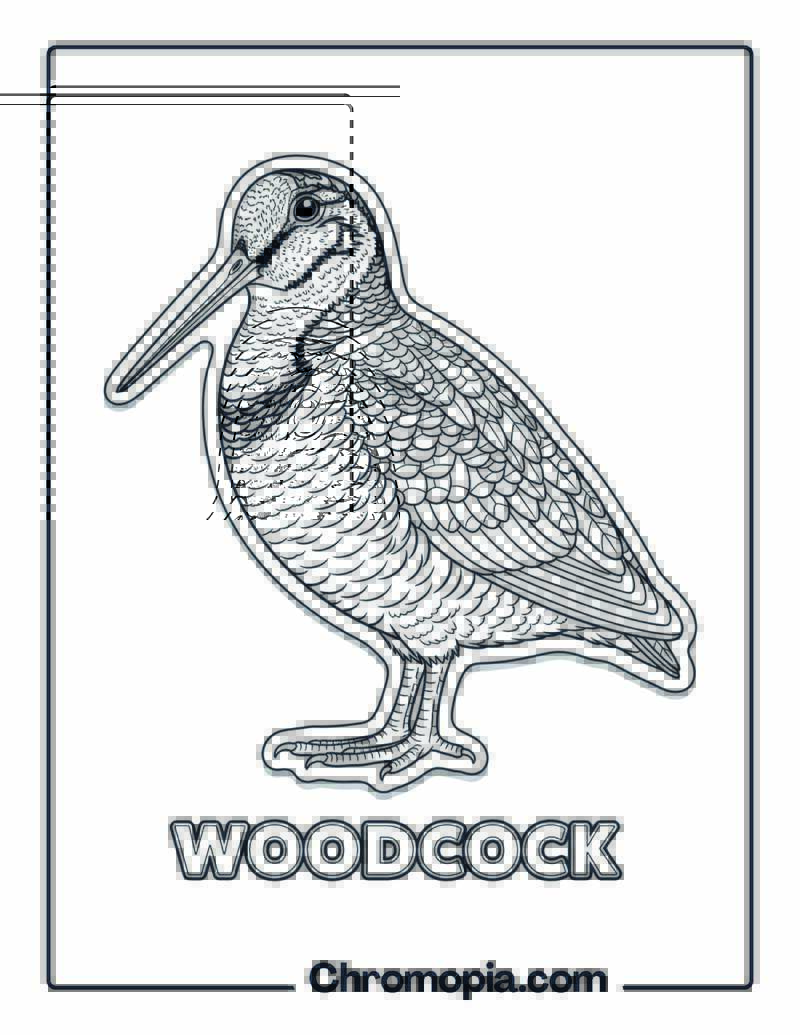 Woodcock coloring page
