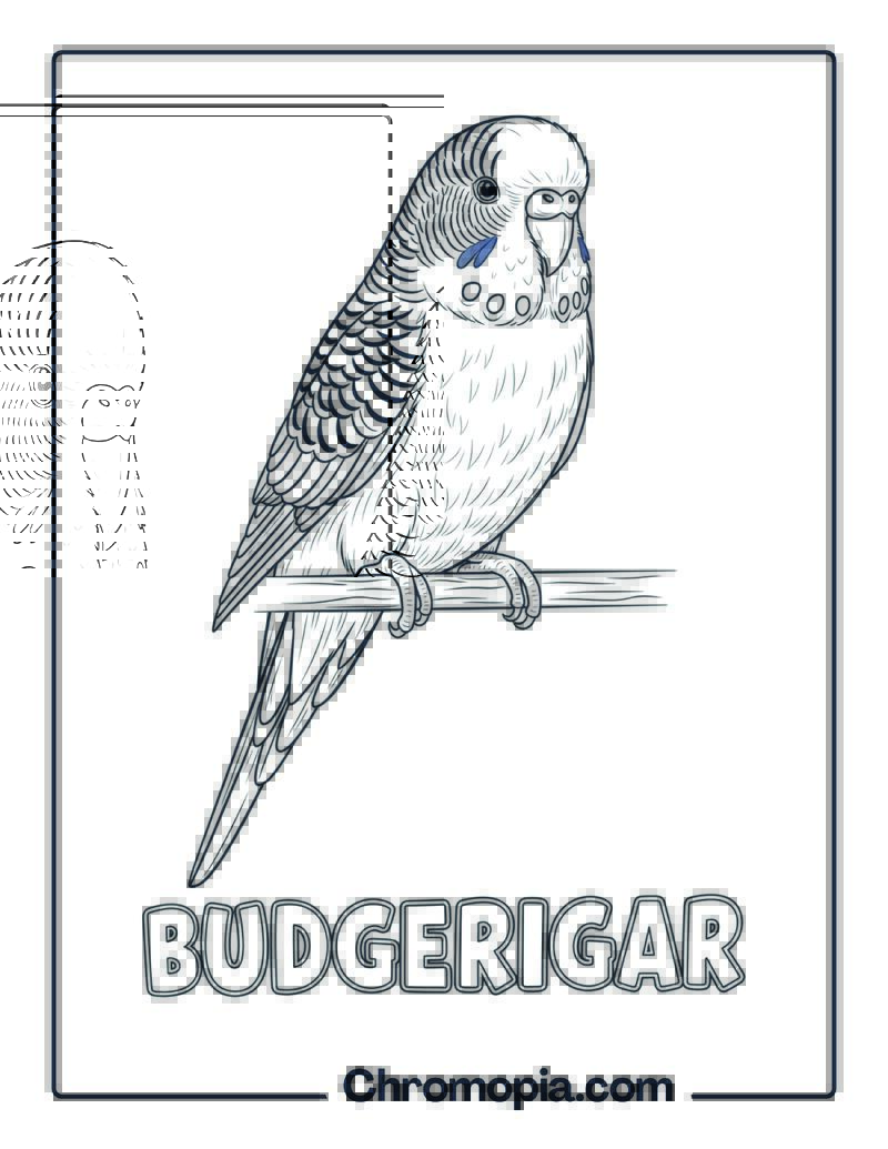 Budgerigar coloring sheet