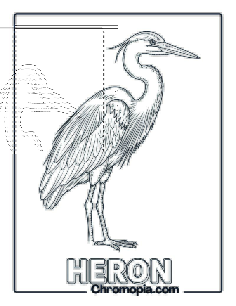 Heron coloring page