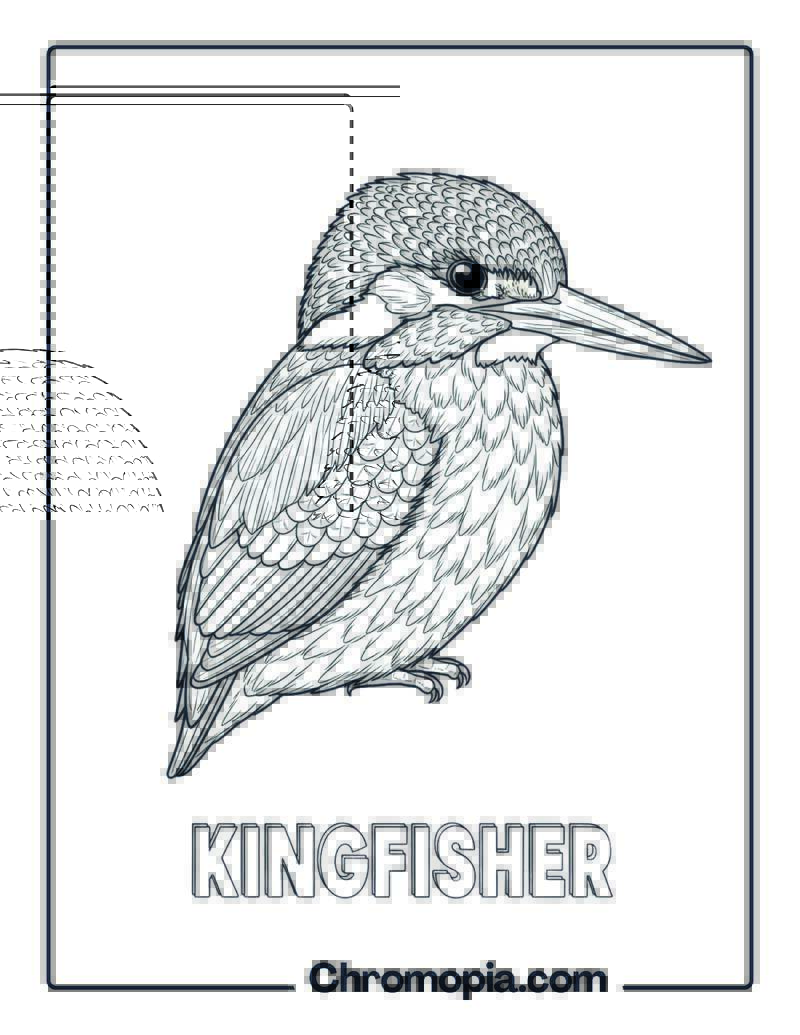 Kingfisher coloring page