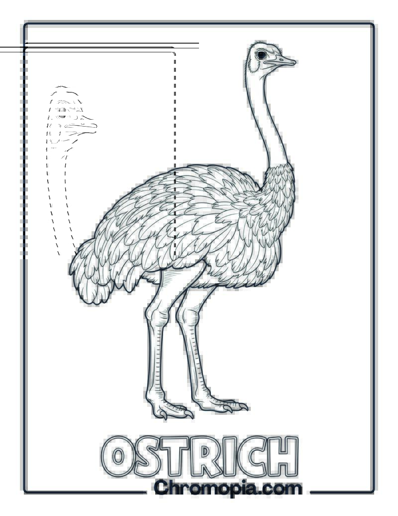 Ostrich coloring page