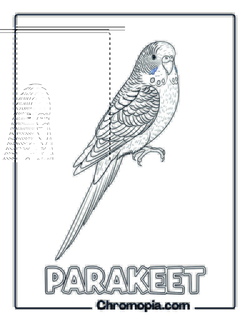 Parakeet coloring page