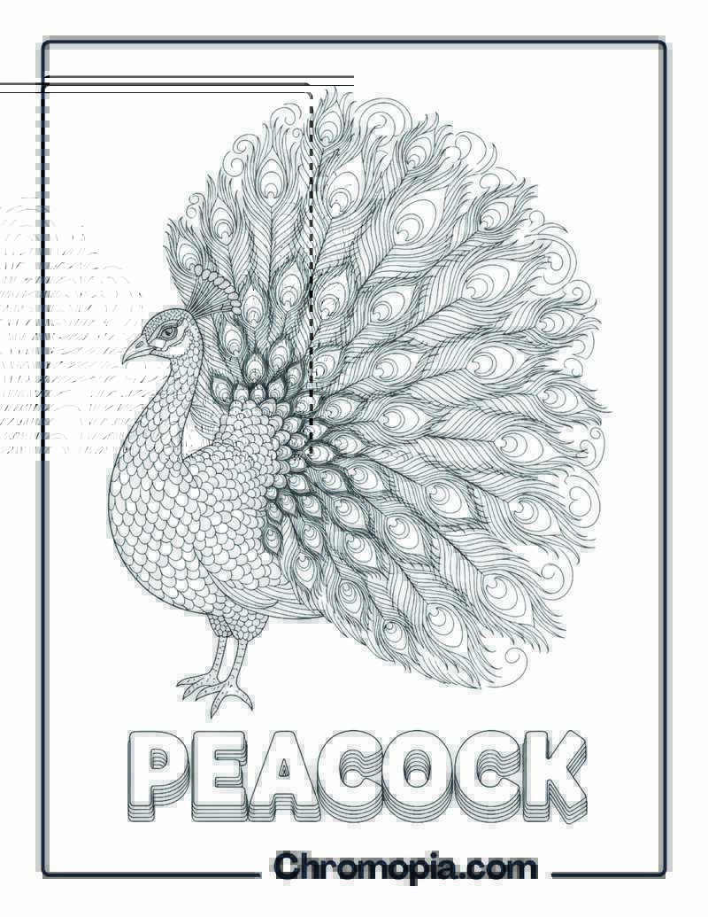 Peacock coloring sheet