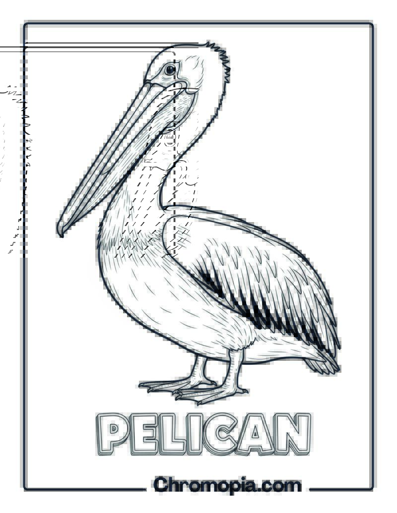 Pelican coloring page