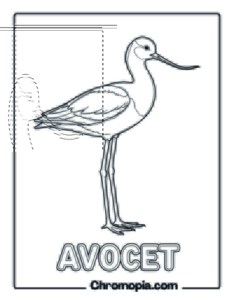 Avocet coloring page