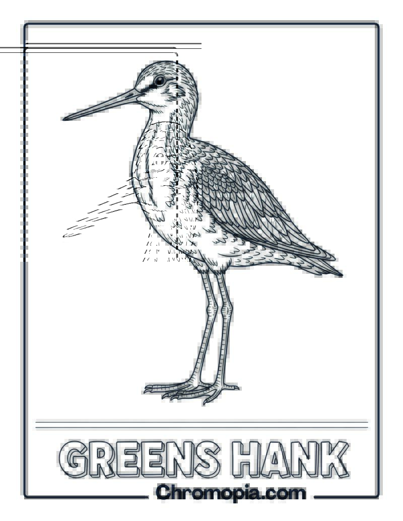 Greenshank coloring page