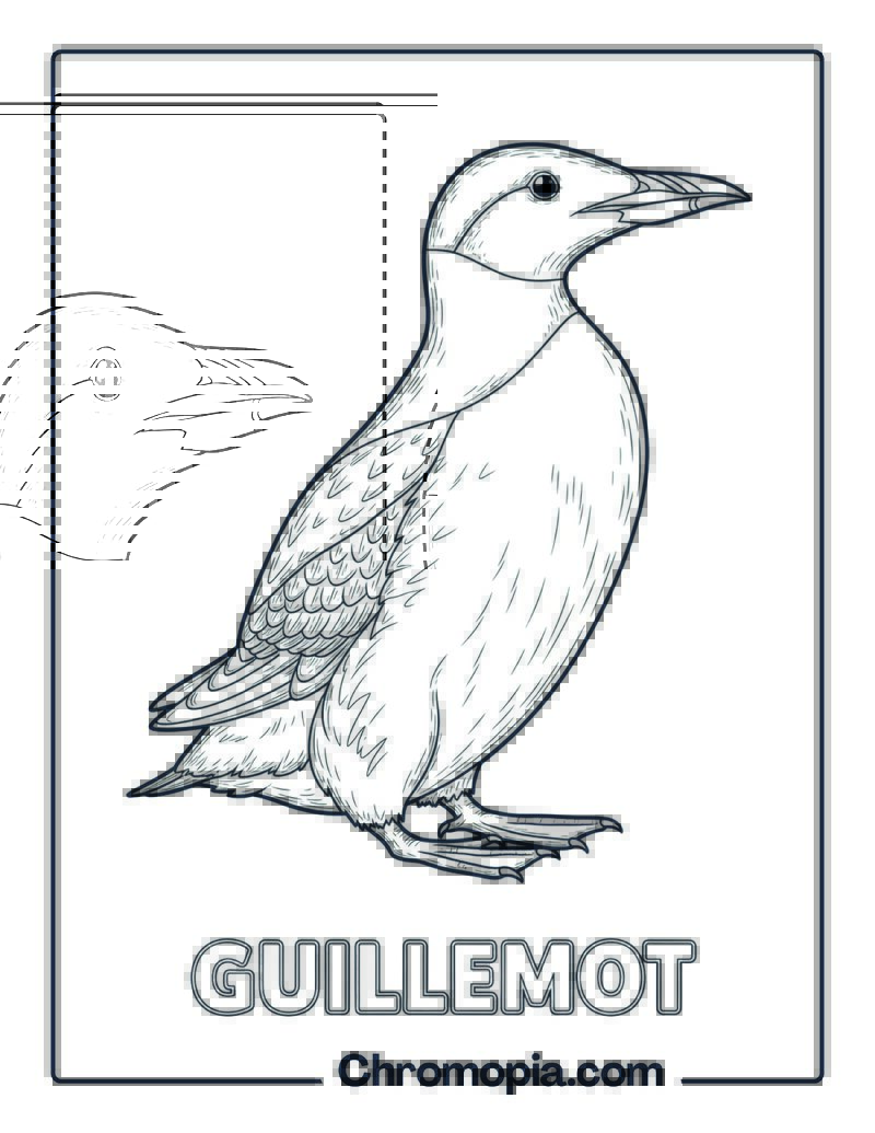 Guillemot coloring page