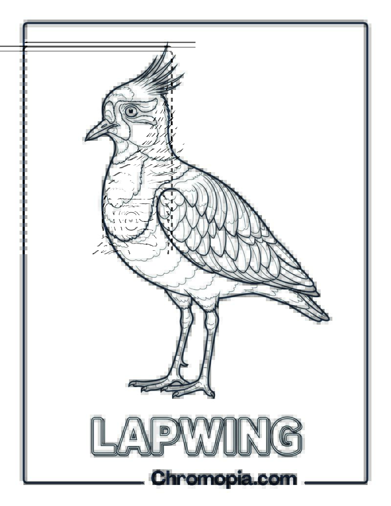 Lapwing coloring page