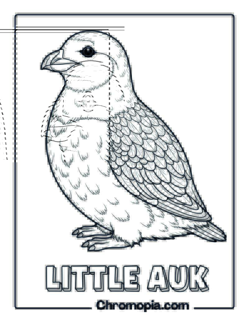 Little Auk coloring page