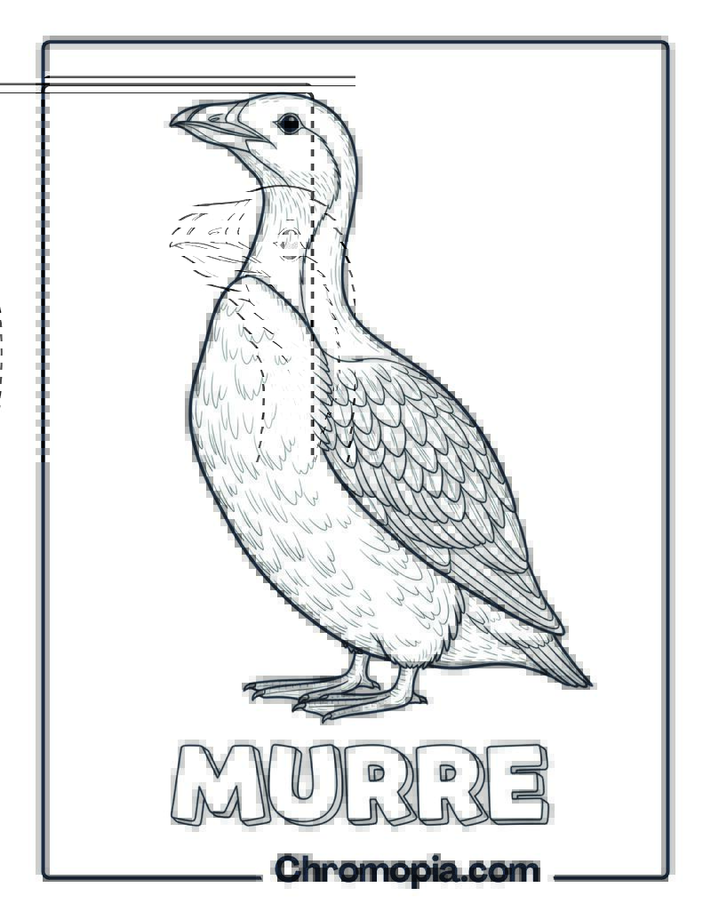 Murre coloring page