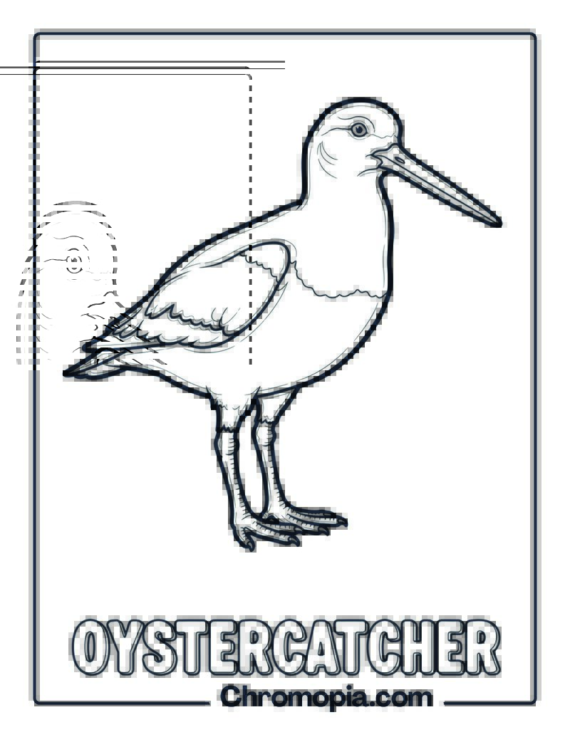 Oystercatcher coloring page